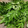 Don’t discard curry leaves once you know its benefits!